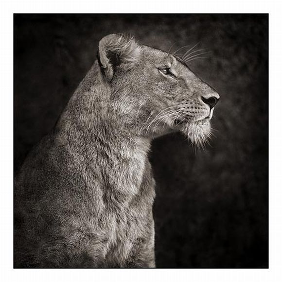 Amazing black and white pictures (62 pics)