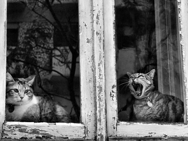 Amazing black and white pictures (62 pics)