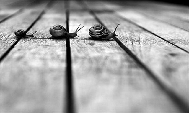 Amazing black and white pictures (62 pics)