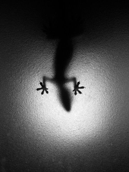 Amazing black and white pictures (62 pics)