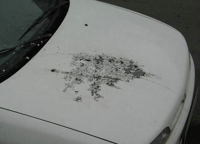 Revenge is sweeter far than flowing honey (47 photos)