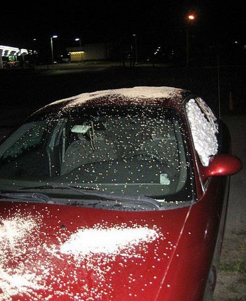 Revenge is sweeter far than flowing honey (47 photos)