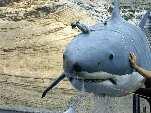 Shark submarine (5 photos)