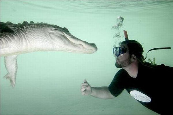Extreme situations with alligator (7 photos)