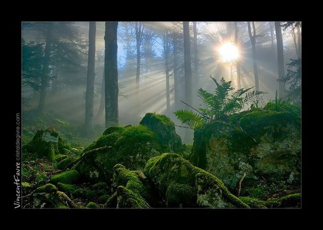 Incredible pictures by VINCENT FAVRE (92 pics)