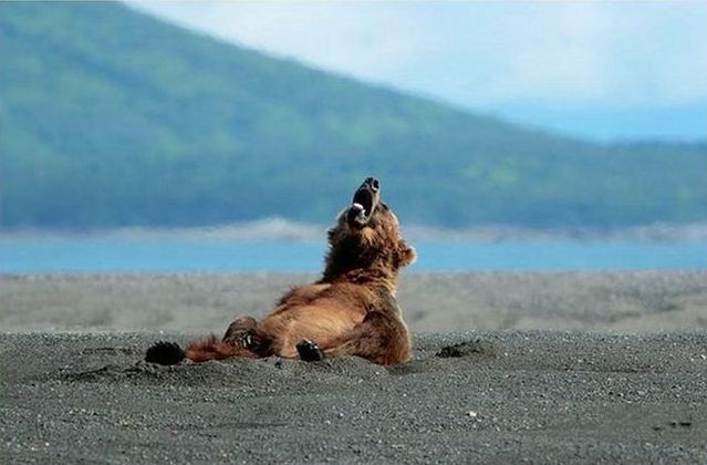 Bear says hi to tourists   (5 pics)