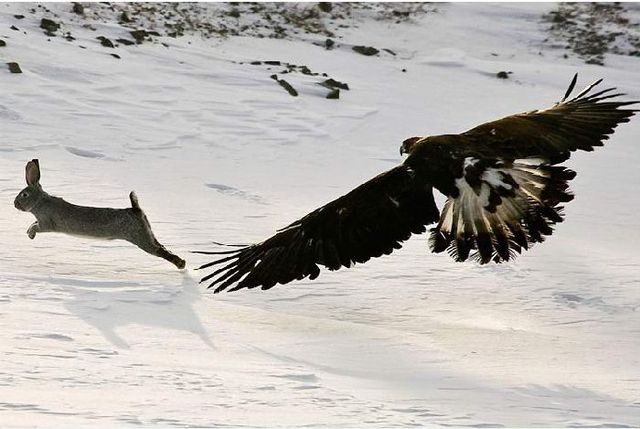 Falcon hunt in Kazakstan  (13 pics)