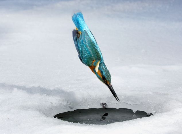 Kingfishers – little killing machines (4 pics)