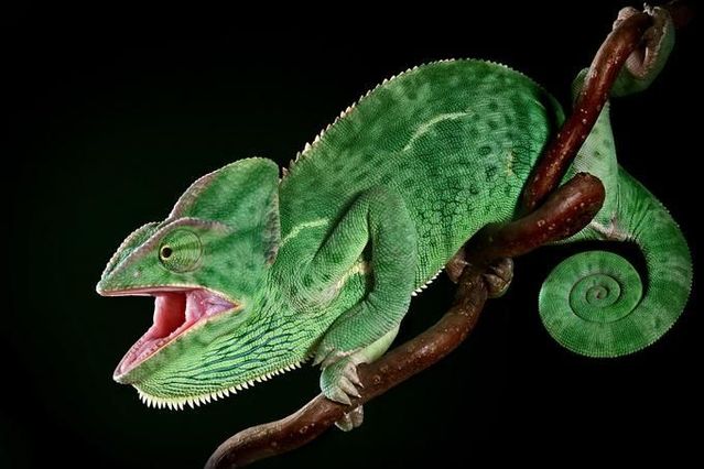 The best photographs from Igor Siwanowicz (127 pics)