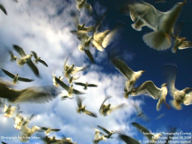 International Photography Contest (50 pics)