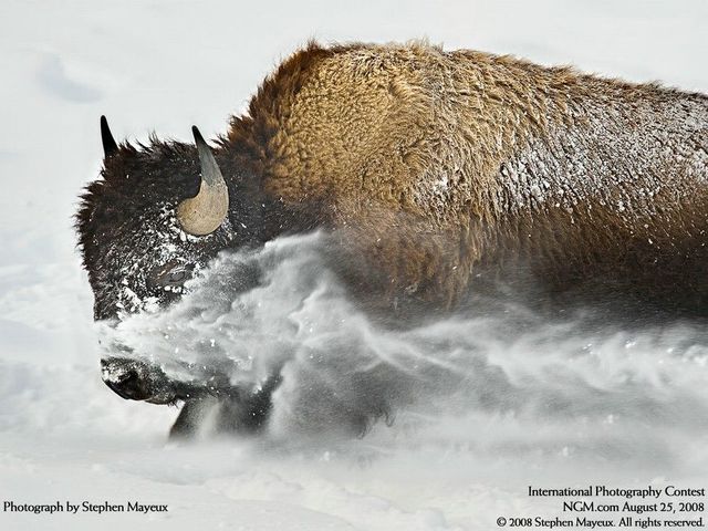 International Photography Contest (50 pics)