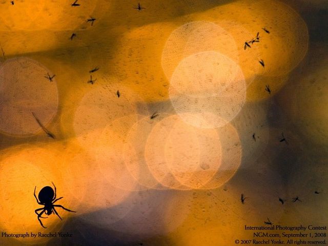 International Photography Contest (50 pics)