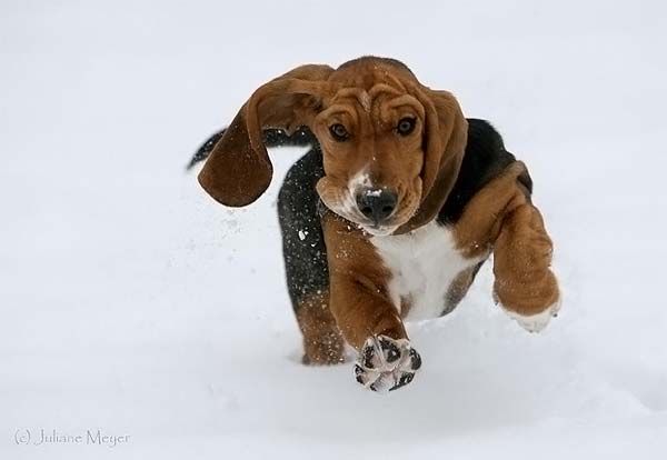I’m coming master! (77 pics)