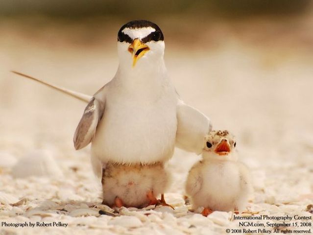 International Photography Contest. Part 2 (49 pics)