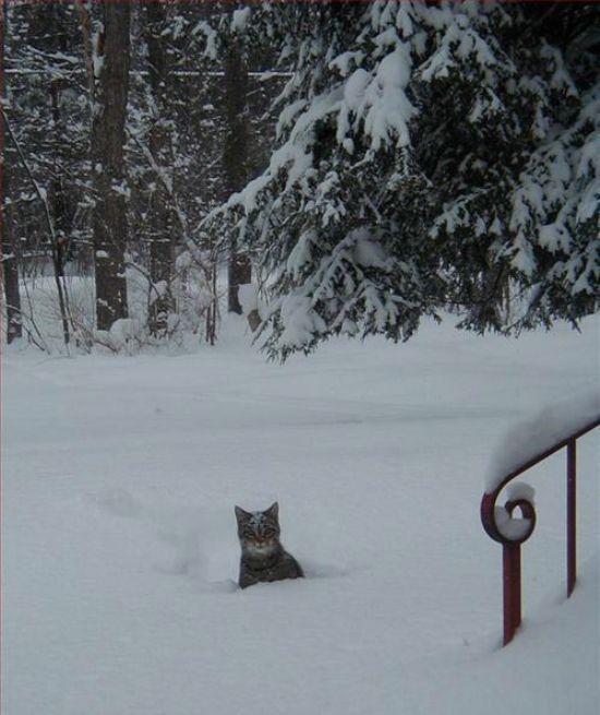 Funny picdump (102 photos)