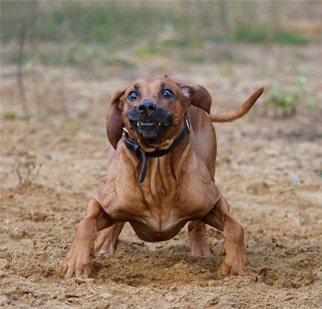 Funny picdump (102 photos)