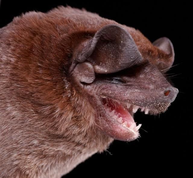 Bats’ faces (54 pics)