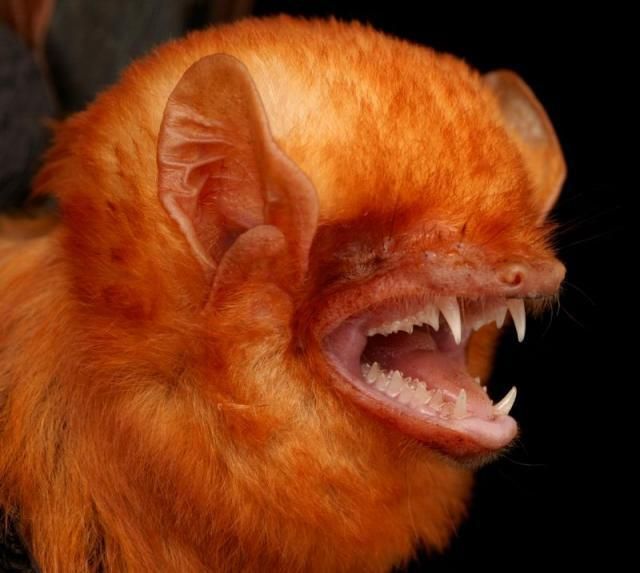 Bats’ faces (54 pics)