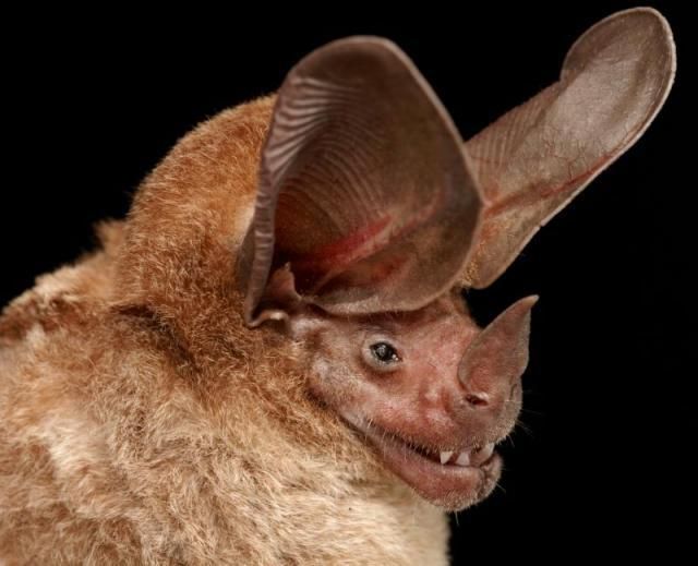 Bats’ faces (54 pics)