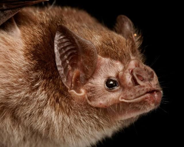 Bats’ faces (54 pics)