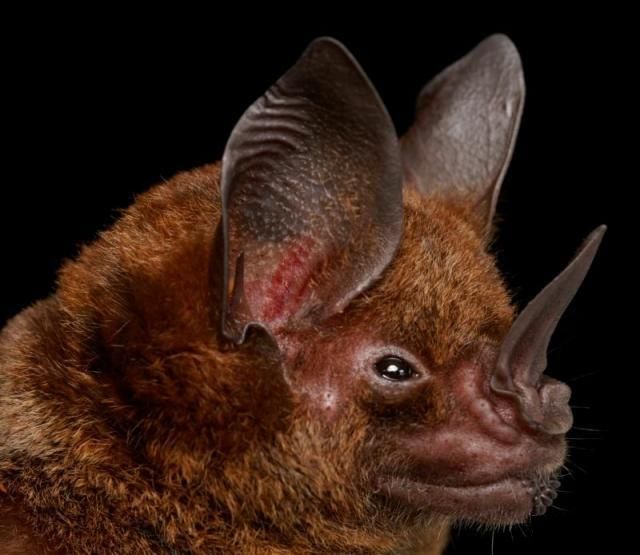 Bats’ faces (54 pics)