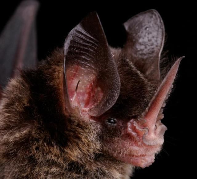 Bats’ faces (54 pics)