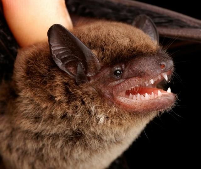 Bats’ faces (54 pics)