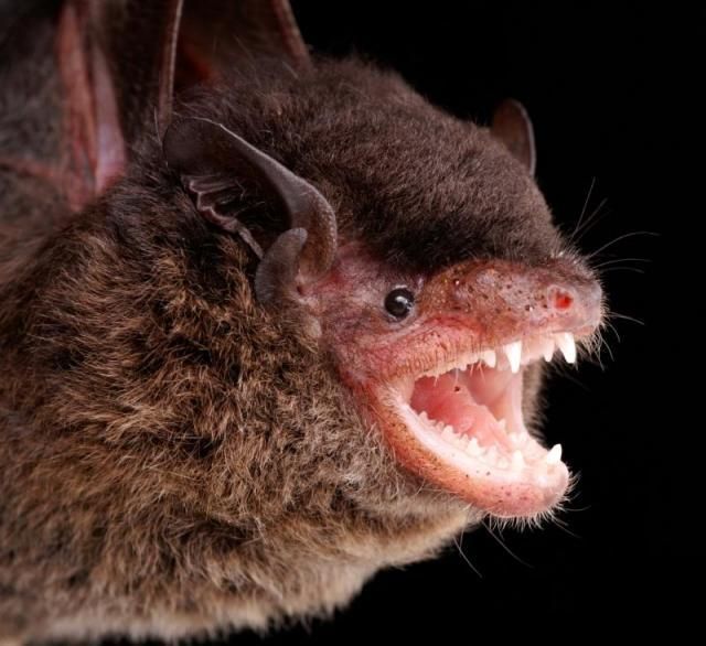 Bats’ faces (54 pics)