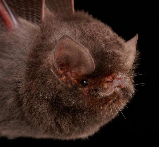 Bats’ faces (54 pics)