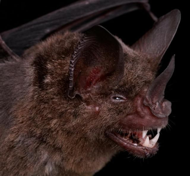 Bats’ faces (54 pics)