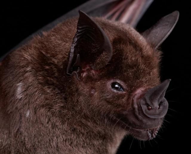 Bats’ faces (54 pics)