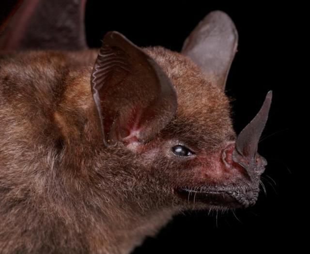 Bats’ faces (54 pics)