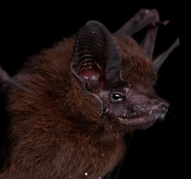 Bats’ faces (54 pics)
