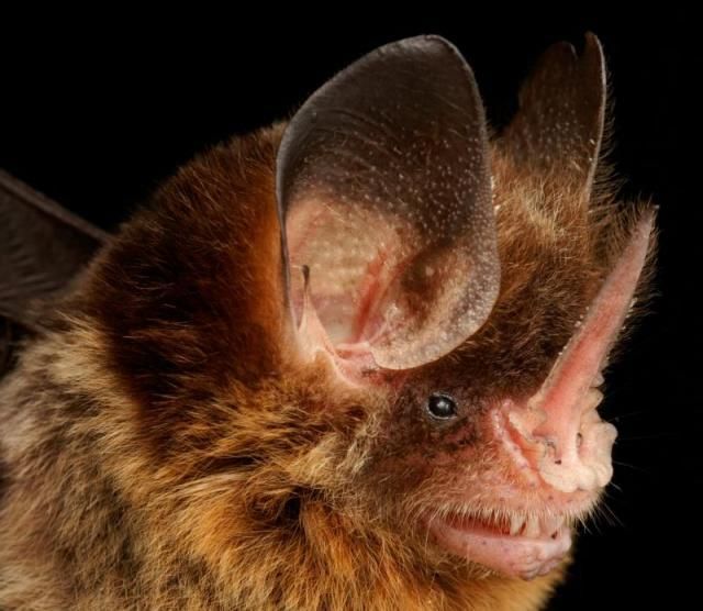 Bats’ faces (54 pics)