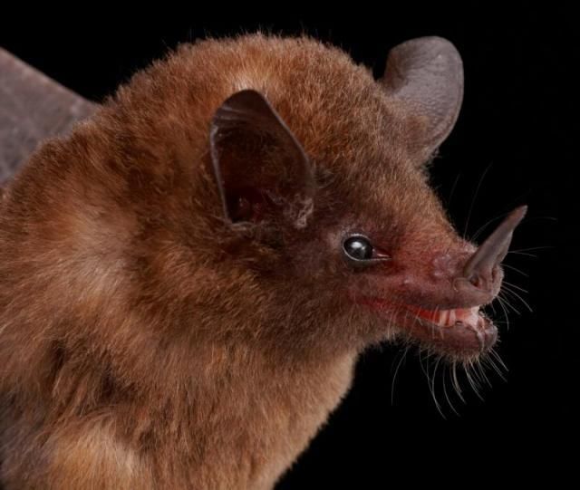 Bats’ faces (54 pics)