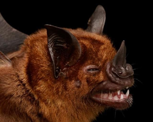Bats’ faces (54 pics)