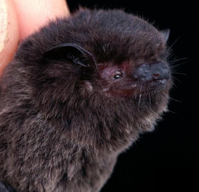 Bats’ faces (54 pics)