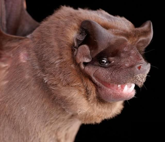 Bats’ faces (54 pics)
