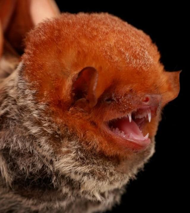 Bats’ faces (54 pics)