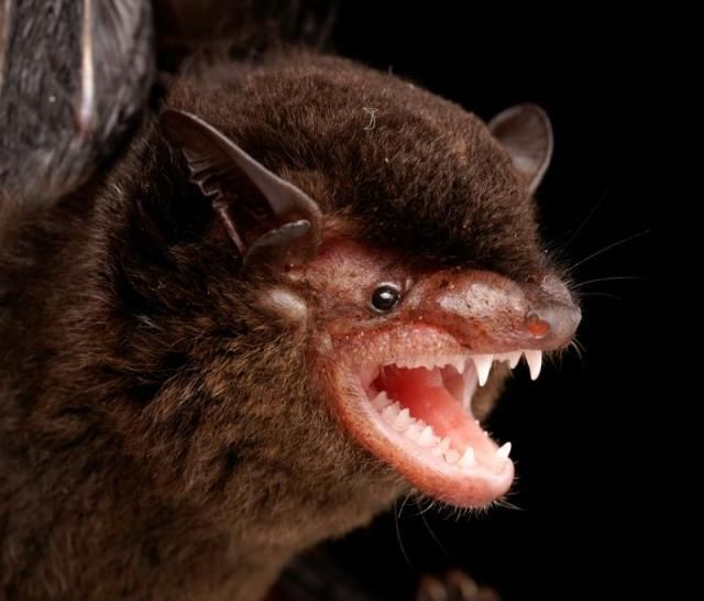 Bats’ faces (54 pics)