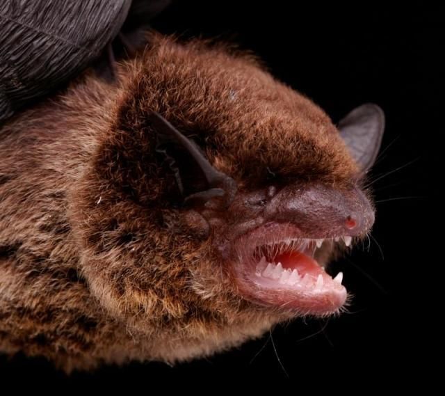 Bats’ faces (54 pics)