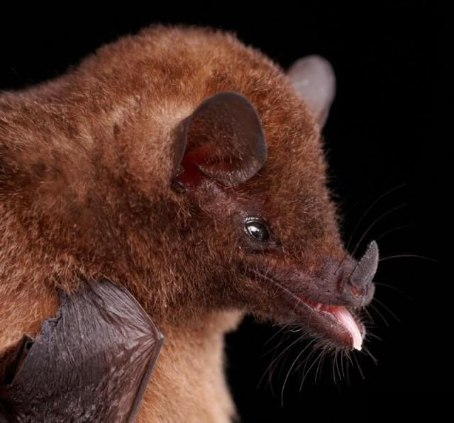 Bats’ faces (54 pics)