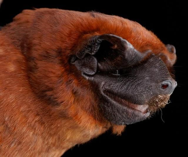 Bats’ faces (54 pics)