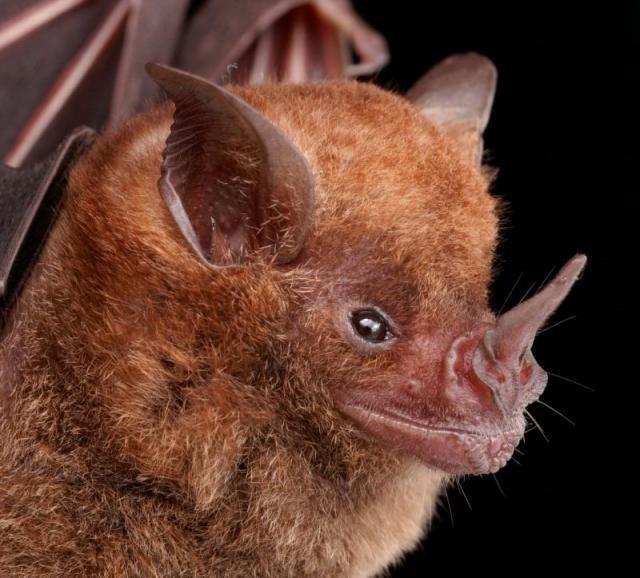 Bats’ faces (54 pics)