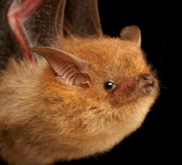 Bats’ faces (54 pics)