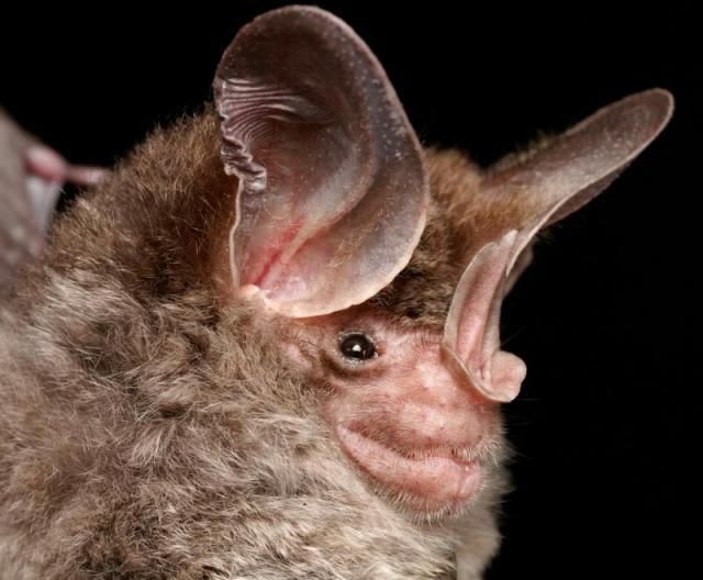 Bats’ faces (54 pics)