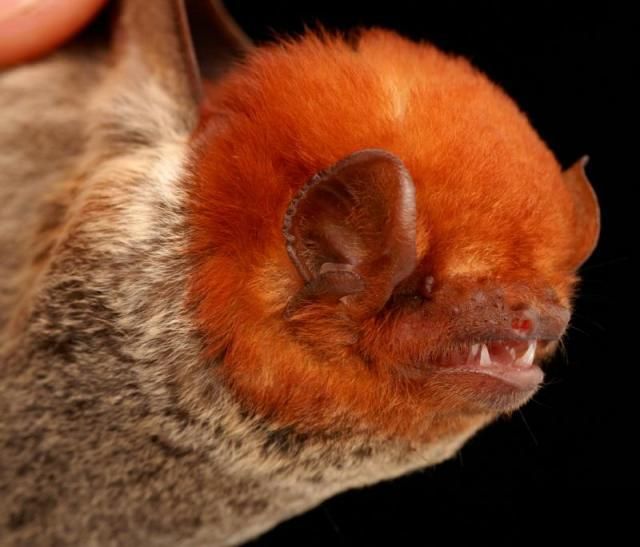 Bats’ faces (54 pics)