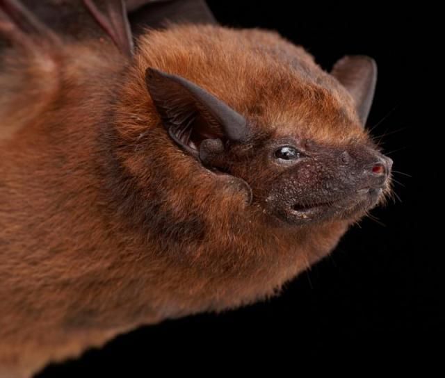 Bats’ faces (54 pics)