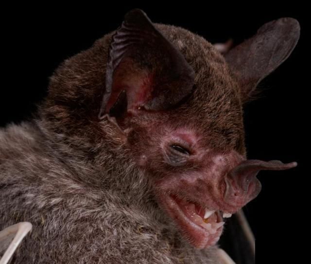 Bats’ faces (54 pics)