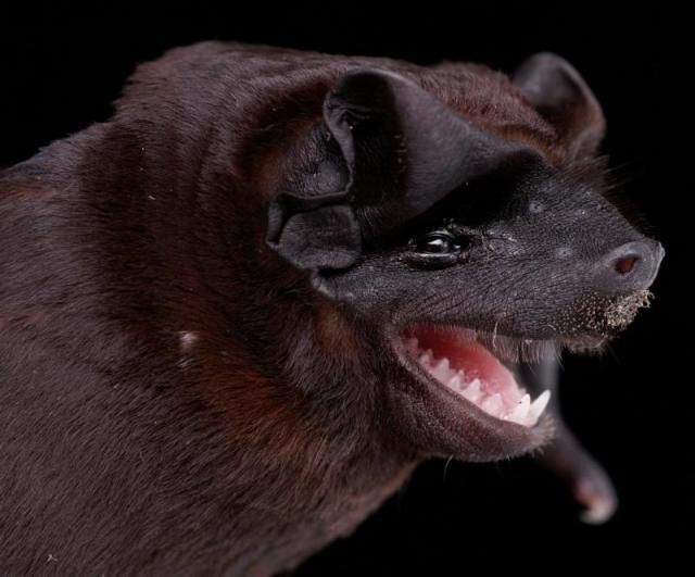 Bats’ faces (54 pics)